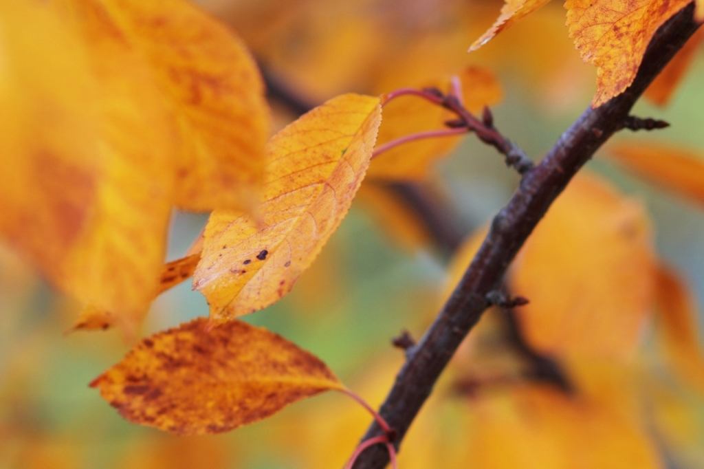 Autumn colors