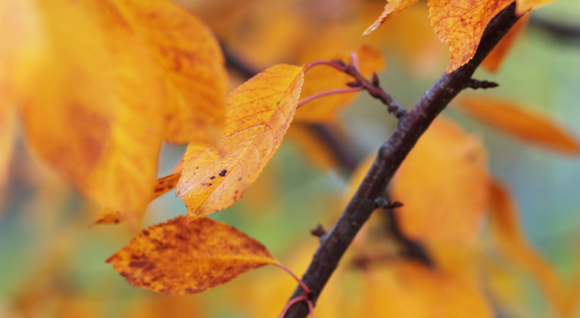 Autumn sour cherry tree