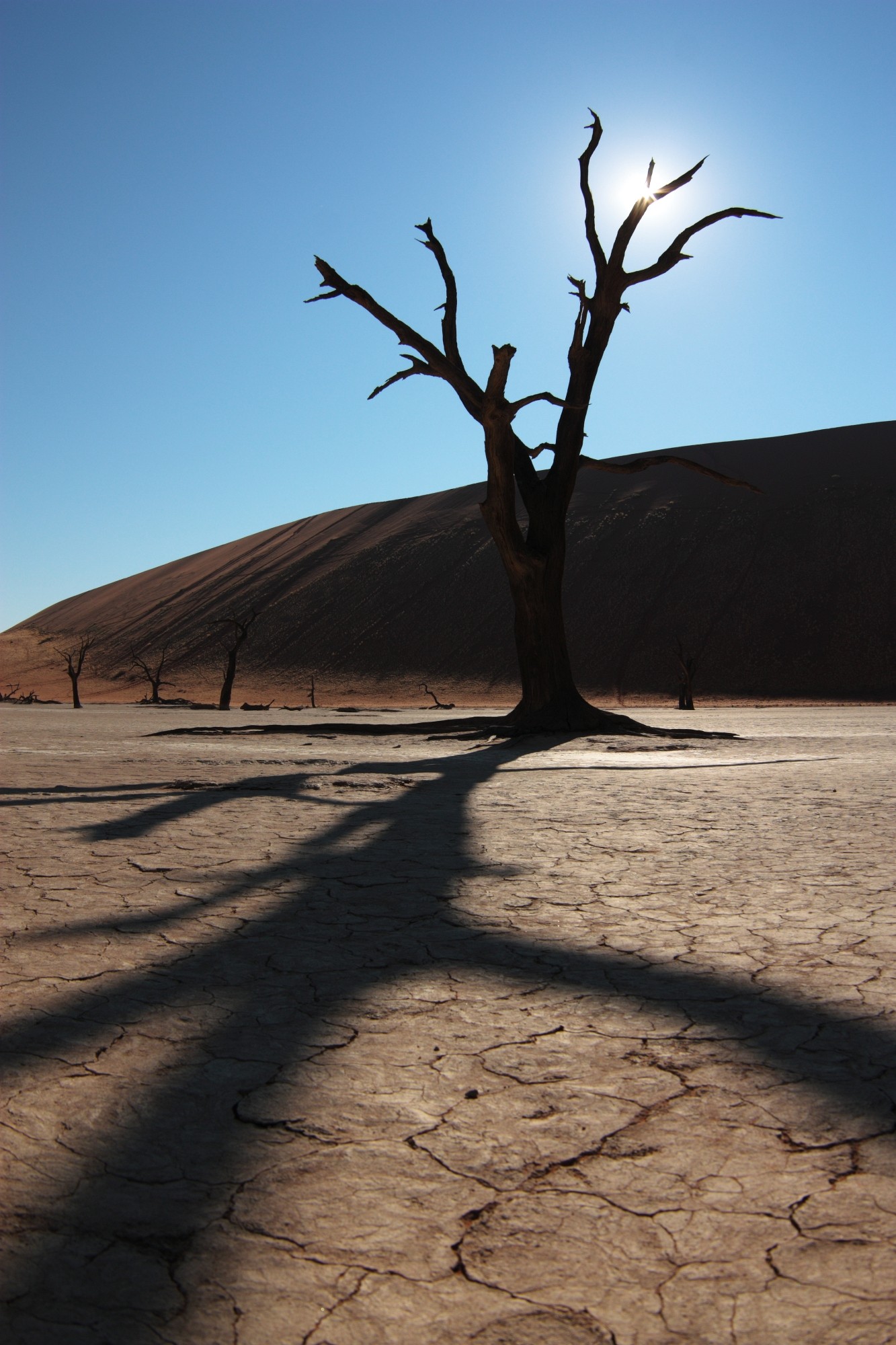 Tree in the desert